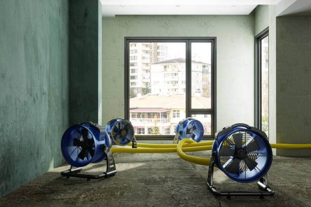 Best Basement water damage restoration  in Jefferson City, TN